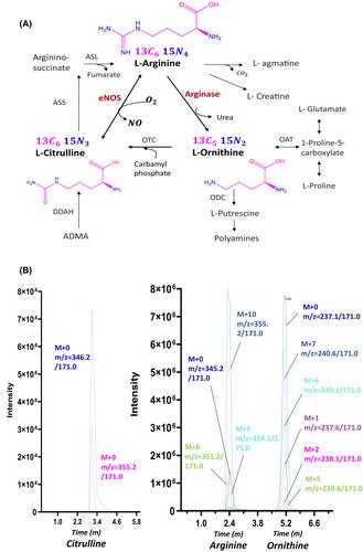 Tracer-based metabolomics for profiling nitric oxide metabolites in a 3D microvessels-on-chip model