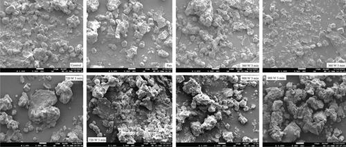 Effect of Microwave Roasting on the Physicochemical, Functional, Rheological, and Antioxidant Properties of Kodo Millet Flour