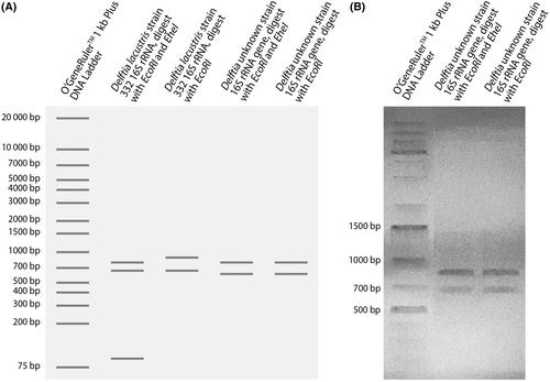 Influence of growth medium on the species-specific interactions between algae and bacteria