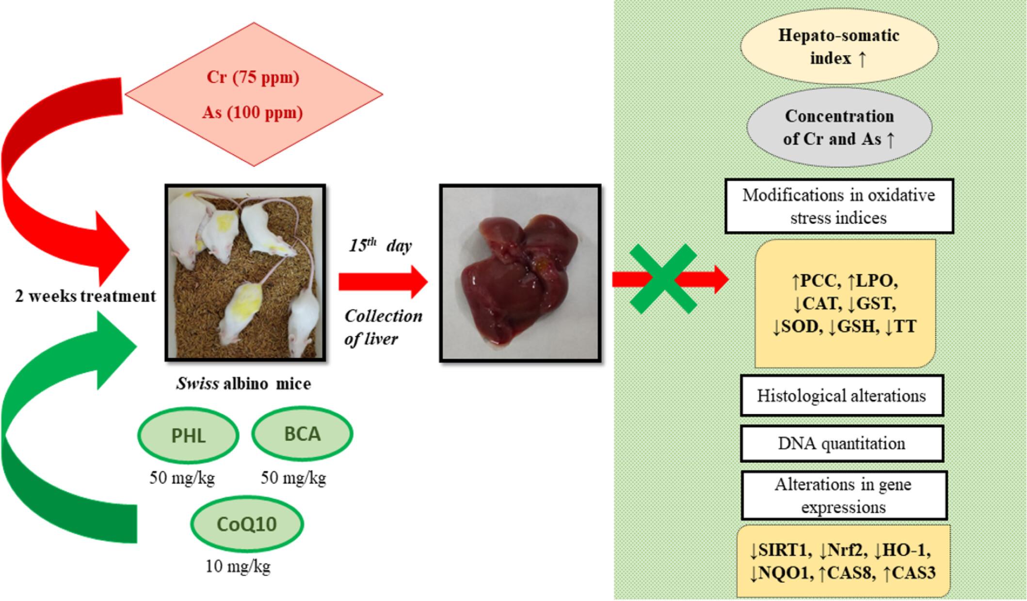 Attenuation of chromium (VI) and arsenic (III)-induced oxidative stress and hepatic apoptosis by phloretin, biochanin-A, and coenzyme Q10 via activation of SIRT1/Nrf2/HO-1/NQO1 signaling