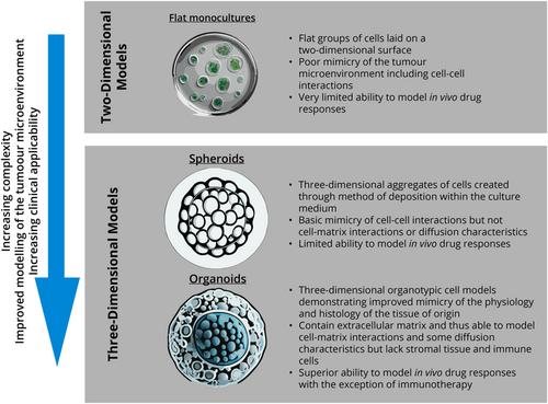 The potential of hydrogel-free tumoroids in head and neck squamous cell carcinoma