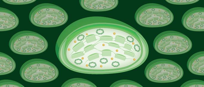 MYB-related proteins make chloroplasts