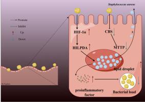 Hypoxia-inducible lipid droplet-associated protein (HILPDA) and cystathionine β-synthase (CBS) co-contribute to protecting intestinal epithelial cells from Staphylococcus aureus via regulating lipid droplets formation