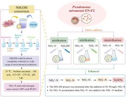 Promotion of heterotrophic nitrification-aerobic denitrification by nitrite and efficient removal of total nitrogen of strain EN-F2