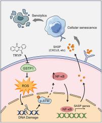 Tryptanthrin targets GSTP1 to induce senescence and increases the susceptibility to apoptosis by senolytics in liver cancer cells