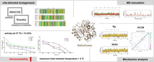 Construction of highly active and stable recombinant nattokinase by engineered bacteria and computational design