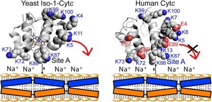 Binding of yeast and human cytochrome c to cardiolipin nanodiscs at physiological ionic strength