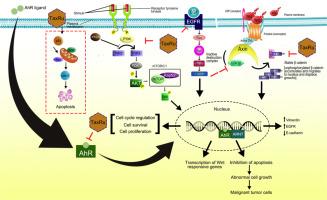 Unraveling the chemotherapeutic potential of taxifolin ruthenium-p-cymene complex in breast carcinoma: Insights into AhR signaling pathway in vitro and in vivo