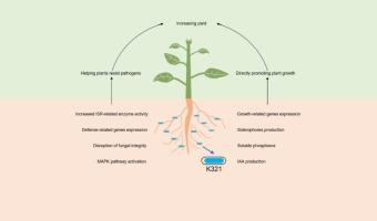 Pseudomonas thivervalensis K321, a promising and effective biocontrol agent for managing apple Valsa canker triggered by Valsa mali