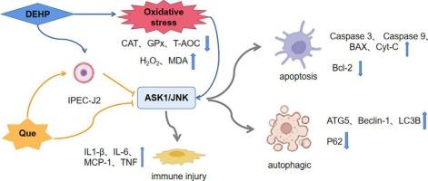 Quercetin antagonizes apoptosis, autophagy and immune dysfunction induced by di(2-ethylhexyl) phthalate via ROS/ASK1/JNK pathway