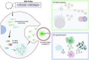 Fluorogenic RNA-based biomaterials for imaging and tracking the cargo of extracellular vesicles