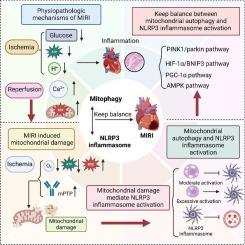 Myocardial ischemia-reperfusion injury: The balance mechanism between mitophagy and NLRP3 inflammasome