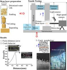 The structural-mechanical damage behavior of rice bran layer under tensile processing for moderate milling