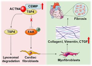 KIAA1199/CEMIP knockdown attenuates cardiac remodeling post myocardial infarction by activating TSP4 pathway in mice