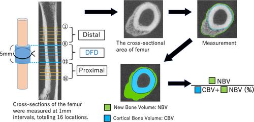 Periosteal expansion osteogenesis using a tubular dynamic frame device: An experimental study in rats