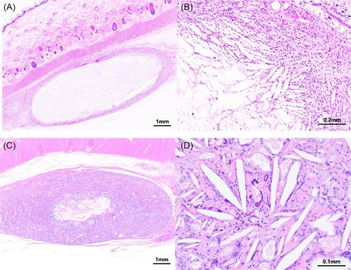 A controlled release antibiotic wound protectant gel formulated for use in austere environments