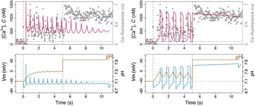 Reviewing mathematical models of sperm signaling networks