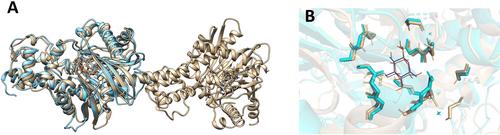Inhibition of Yeast Hexokinase by Acyl Glucosides of Phloretin and its Implication in the Warburg Effect