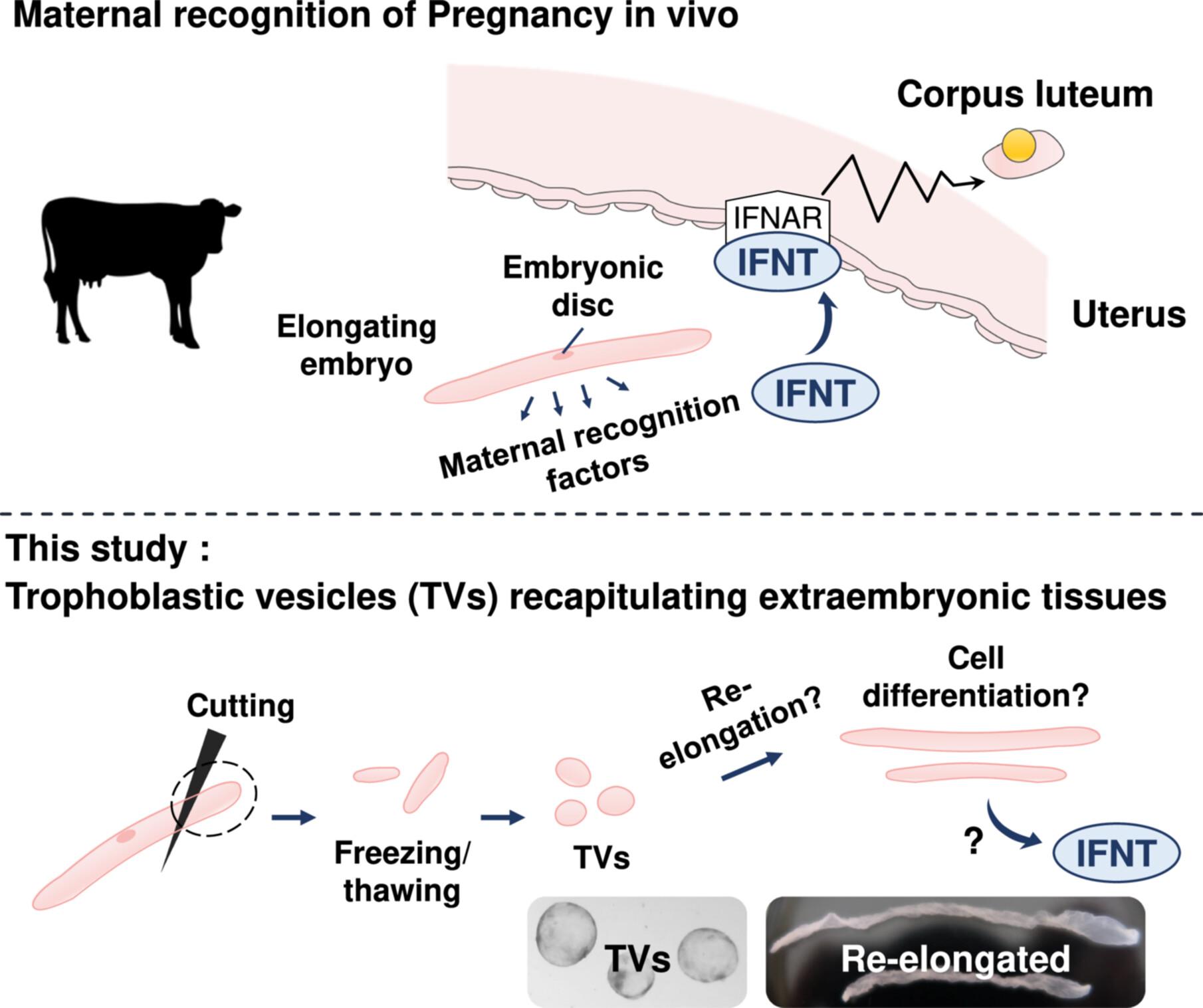 In utero morphological and functional properties of bovine trophoblastic vesicles