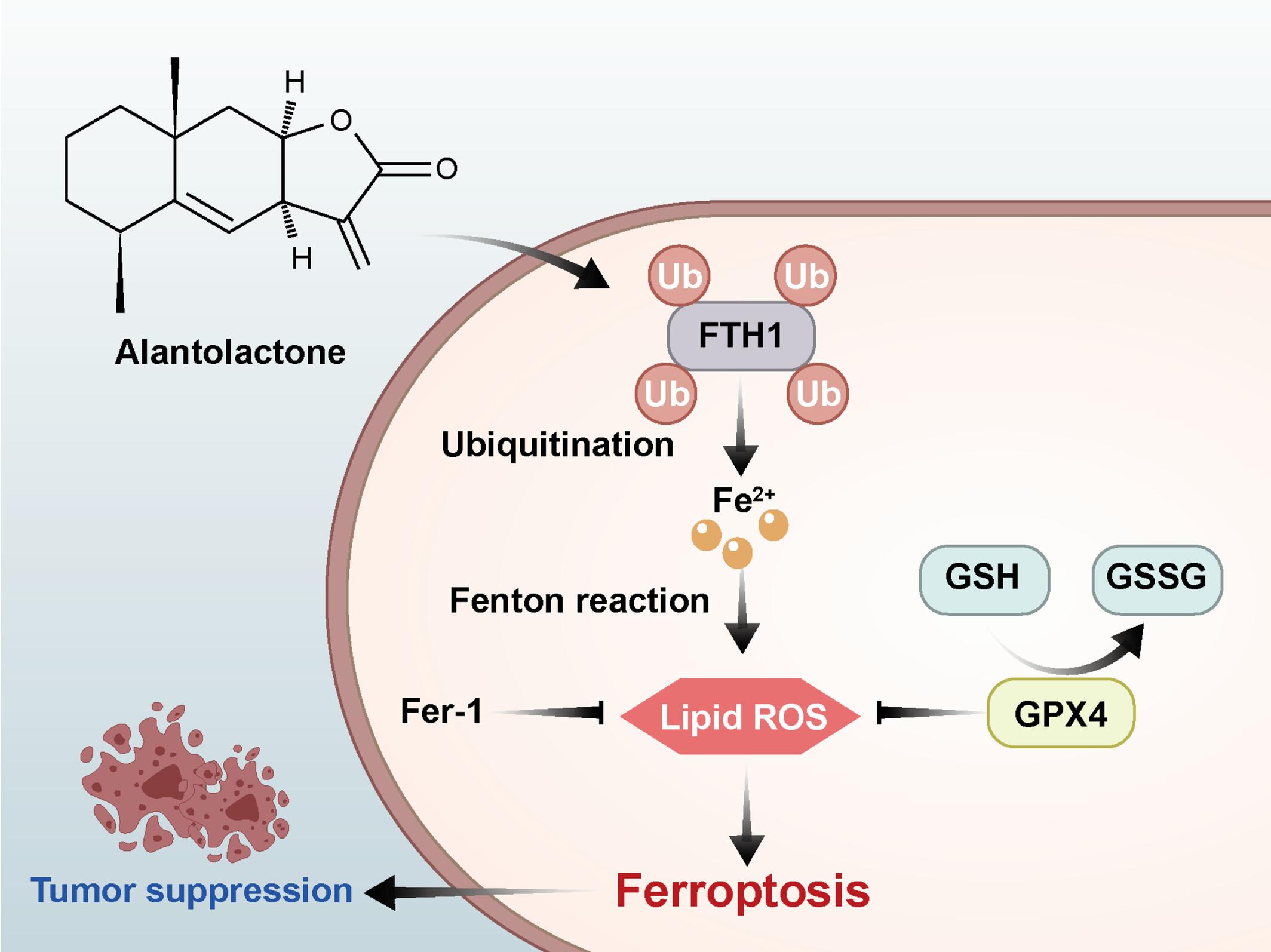 Alantolactone facilitates ferroptosis in non-small cell lung cancer through promoting FTH1 ubiquitination and degradation