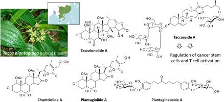 A systematic review of spirostanol saponins and anticancer natural products isolated from Tacca plantaginea (Hance) Drenth