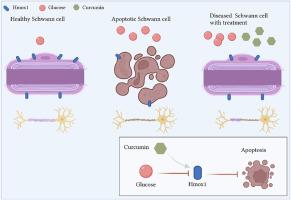 Bioinformatics and validation reveal the potential target of curcumin in the treatment of diabetic peripheral neuropathy