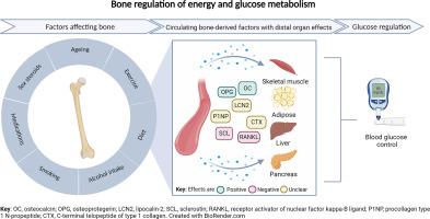 The role of bone in energy metabolism: A focus on osteocalcin