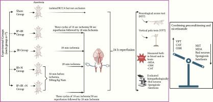 Investigation of preconditioning and the protective effects of nicotinamide against cerebral ischemia-reperfusion injury in rats