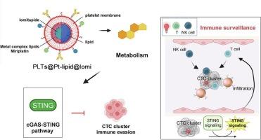 Metal complex lipid-based nanoparticles deliver metabolism-regulating lomitapide to overcome CTC immune evasion via activating STING pathway