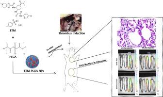 Arg-Specific serine Protease-Targeted edoxaban tosylate monohydrate-Poly (lactic-co-glycolic acid) Nanoparticles: Investigating Stuart-Prower factor targeting and intestinal distribution through Ex-Vivo fluorescent visualization