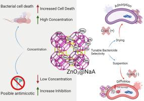 Antimicrobial activity of the LTA zeolite modified by zinc species