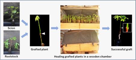 Optimization of cassava (Manihot esculenta Crantz) grafting technique to enhance its adoption in cassava cultivation