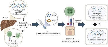 cccDNA epigenetic regulator as target for therapeutical vaccine development against hepatitis B