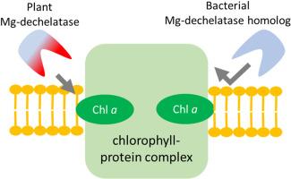 Activity examination of plant Mg-dechelatase and its bacterial homolog in plants and in vitro