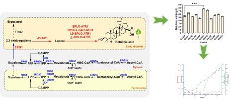 De novo biosynthesis of betulinic acid in engineered Saccharomyces cerevisiae