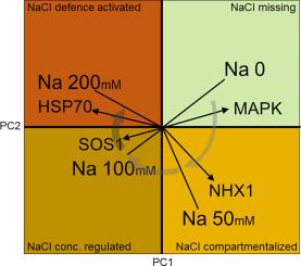 Increasing salinity sequentially induces salt tolerance responses in Szarvasi-1 energy grass