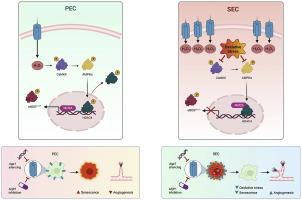 AQP1 differentially orchestrates endothelial cell senescence