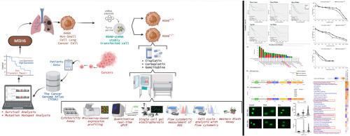 Inhibition of MSH6 augments the antineoplastic efficacy of cisplatin in non-small cell lung cancer as autophagy modulator