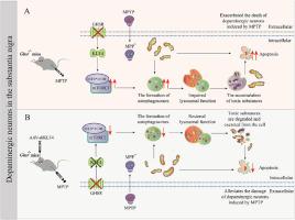 GHSR deficiency exacerbates Parkinson's disease pathology by impairing autophagy