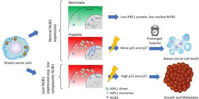 Low cytoplasmic NUB1 protein exerts hypoxic cell death with poorer prognosis in oestrogen receptor negative breast cancer patients