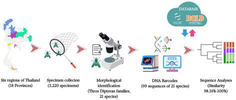 Molecular identification and genetic variation of forensically important fly species (Order: Diptera) in Thailand using DNA barcoding