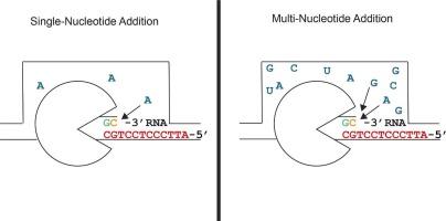 NTPs compete in the active site of RNA polymerases I and II