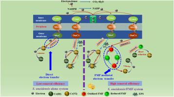 Riboflavin derivatives as a novel electron transfer mediator for enhancing Cr(VI) removal by Shewanella oneidensis MR-1