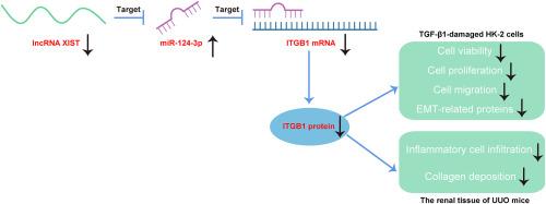 Mechanistic study on lncRNA XIST/miR-124-3p/ITGB1 axis in renal fibrosis in obstructive nephropathy