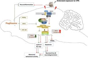 Neuroprotective effect of PPAR gamma agonist in rat model of autism spectrum disorder: Role of Wnt/β-catenin pathway