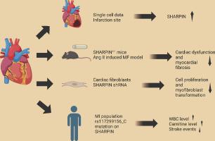 Mechanism of multifunctional adaptor protein SHARPIN regulating myocardial fibrosis and how SNP mutation affect the prognosis of myocardial infarction