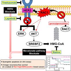 Additional statin treatment enhances the efficacy of HER2 blockade and improves prognosis in Rac1-high/HER2-positive breast cancer