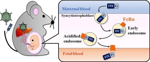 Transplacental delivery of factor IX Fc-fusion protein ameliorates bleeding phenotype of newborn hemophilia B mice