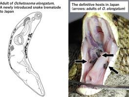 Introduction of a snake trematode of the genus Ochetosoma in eastern Japan