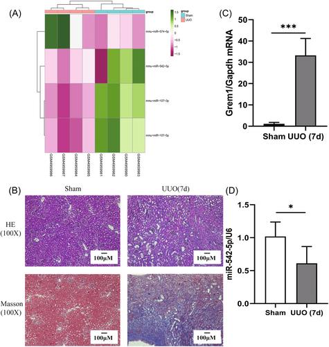 miR-542-5p targets GREM1 to affect the progression of renal fibrosis